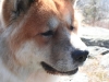 camden_ronin_face